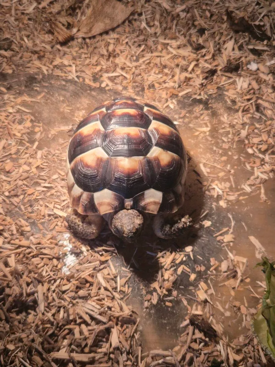 Tortoises 🐢 - Image 2