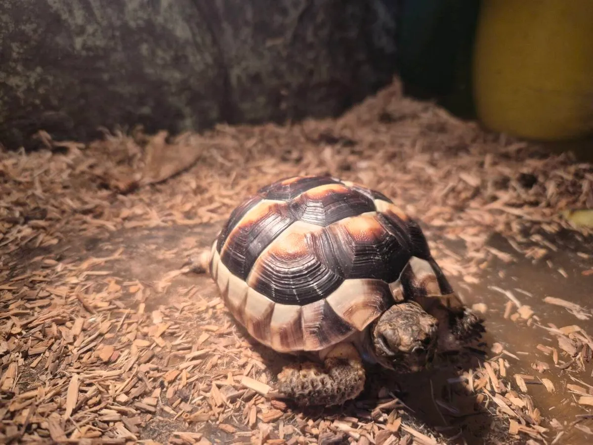 Tortoises 🐢 - Image 3