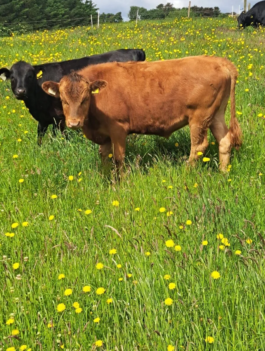 Dexter cattle - Image 1