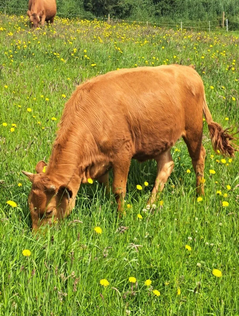 Dexter cattle - Image 3