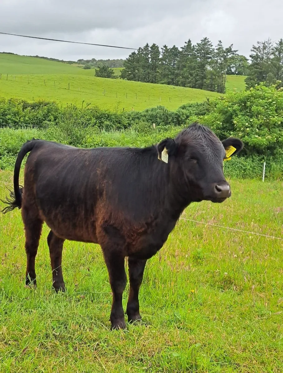Dexter cattle - Image 2