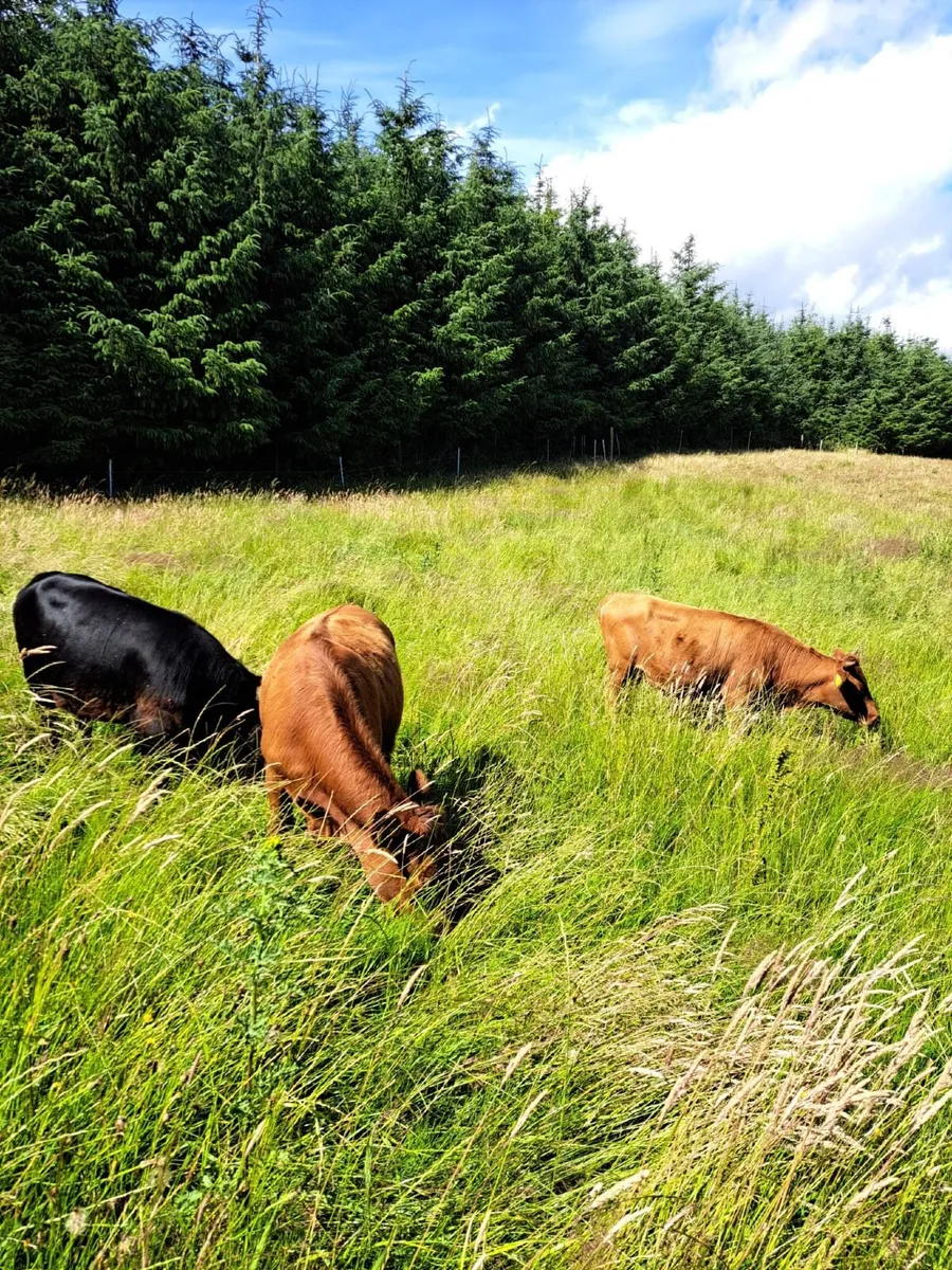 Dexter cattle - Image 4