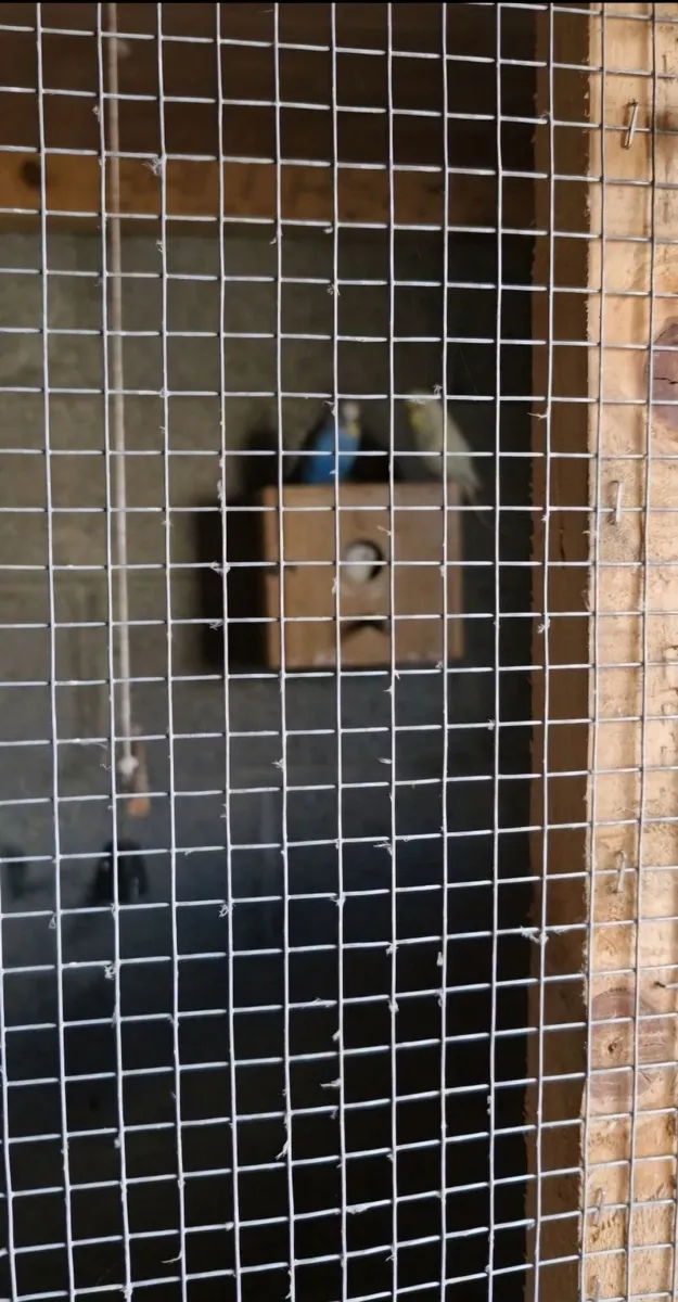 Avery bred Budgies - Image 2