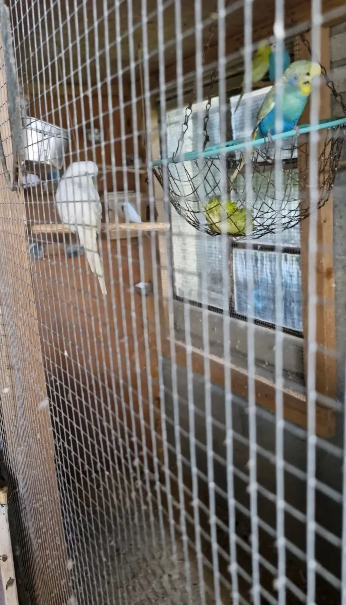 Avery bred Budgies - Image 1