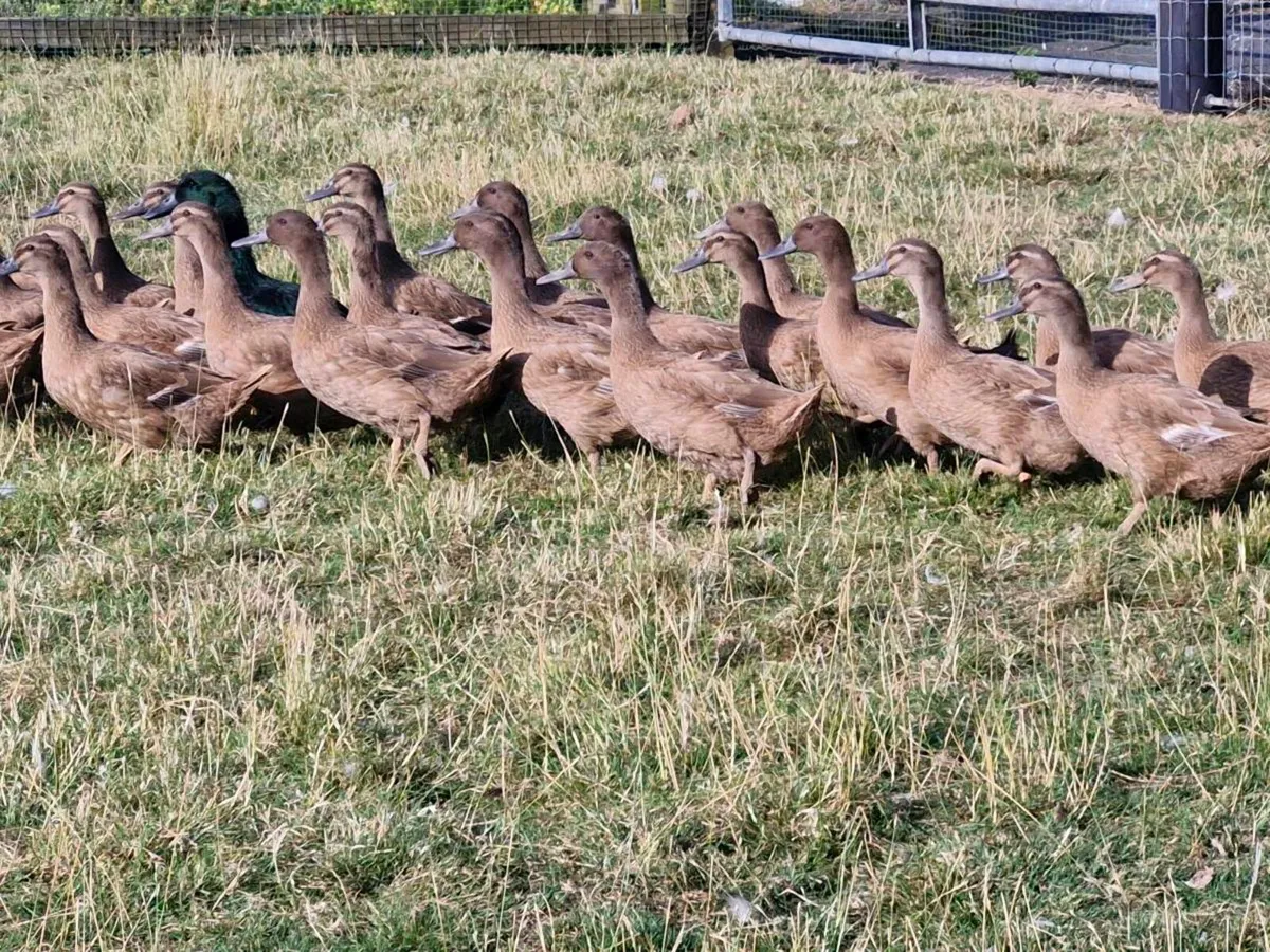 Khakis,cayugas & goslings - Image 3