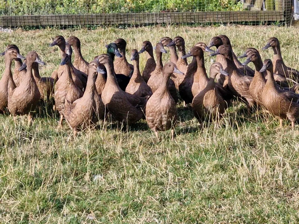 Khakis,cayugas & goslings - Image 1