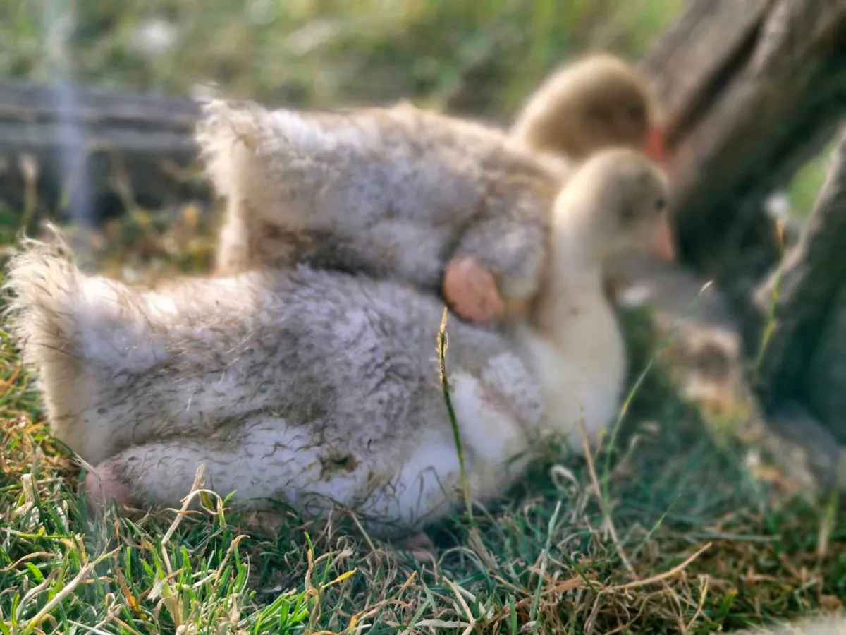 Khakis,cayugas & goslings - Image 4