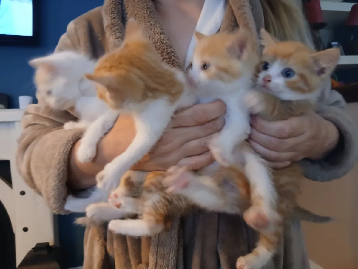 Kittens - Image 2