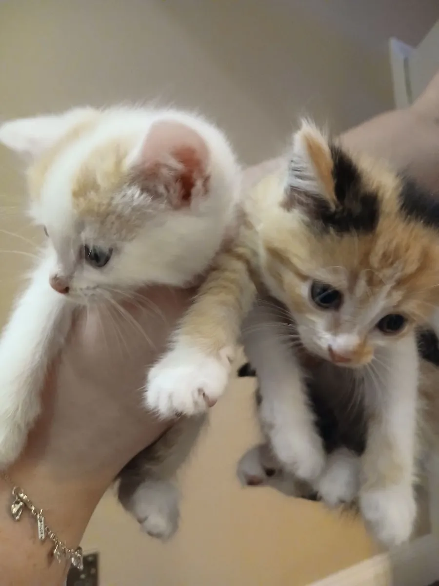 Kittens - Image 3