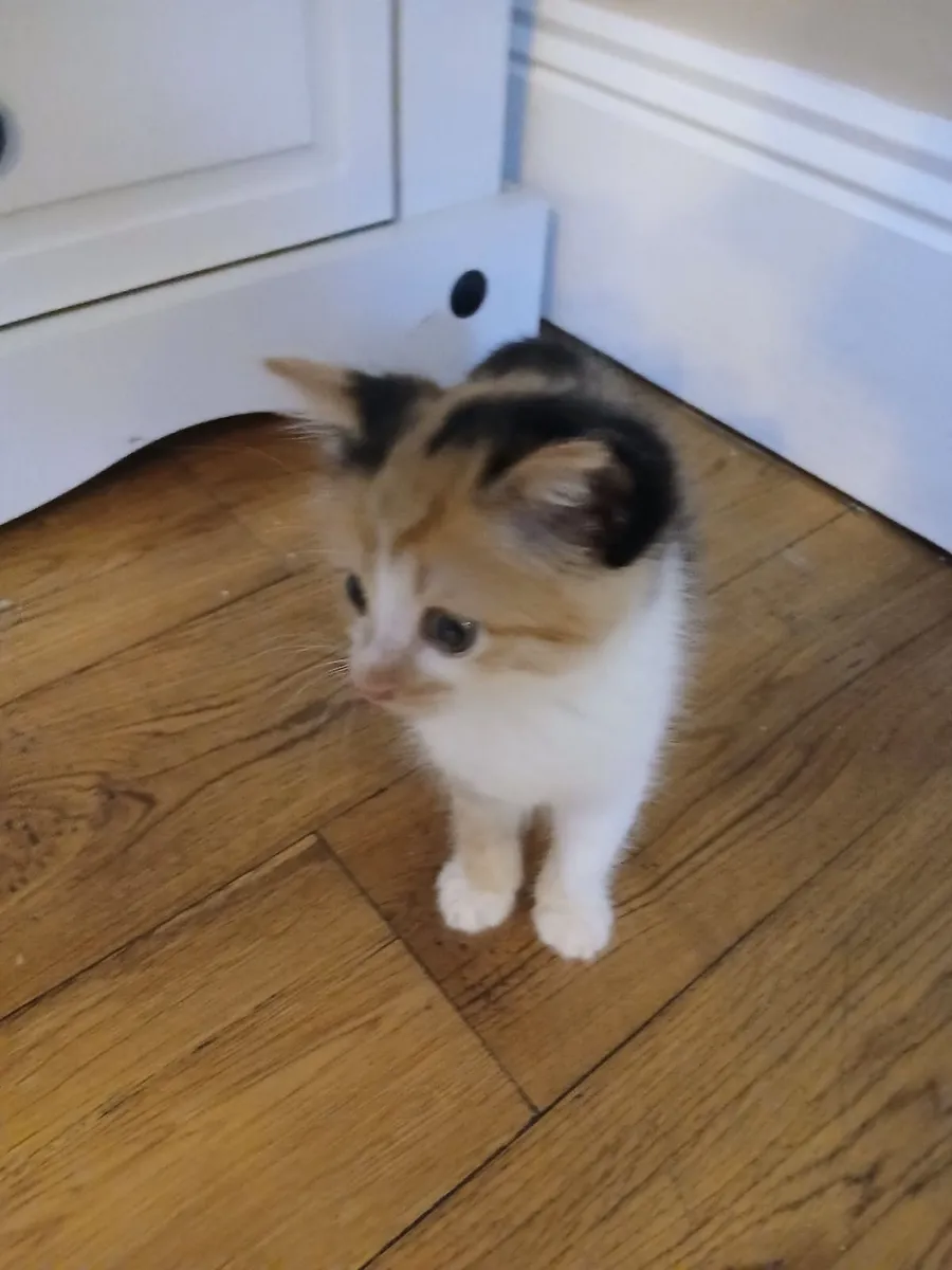 Kittens - Image 4