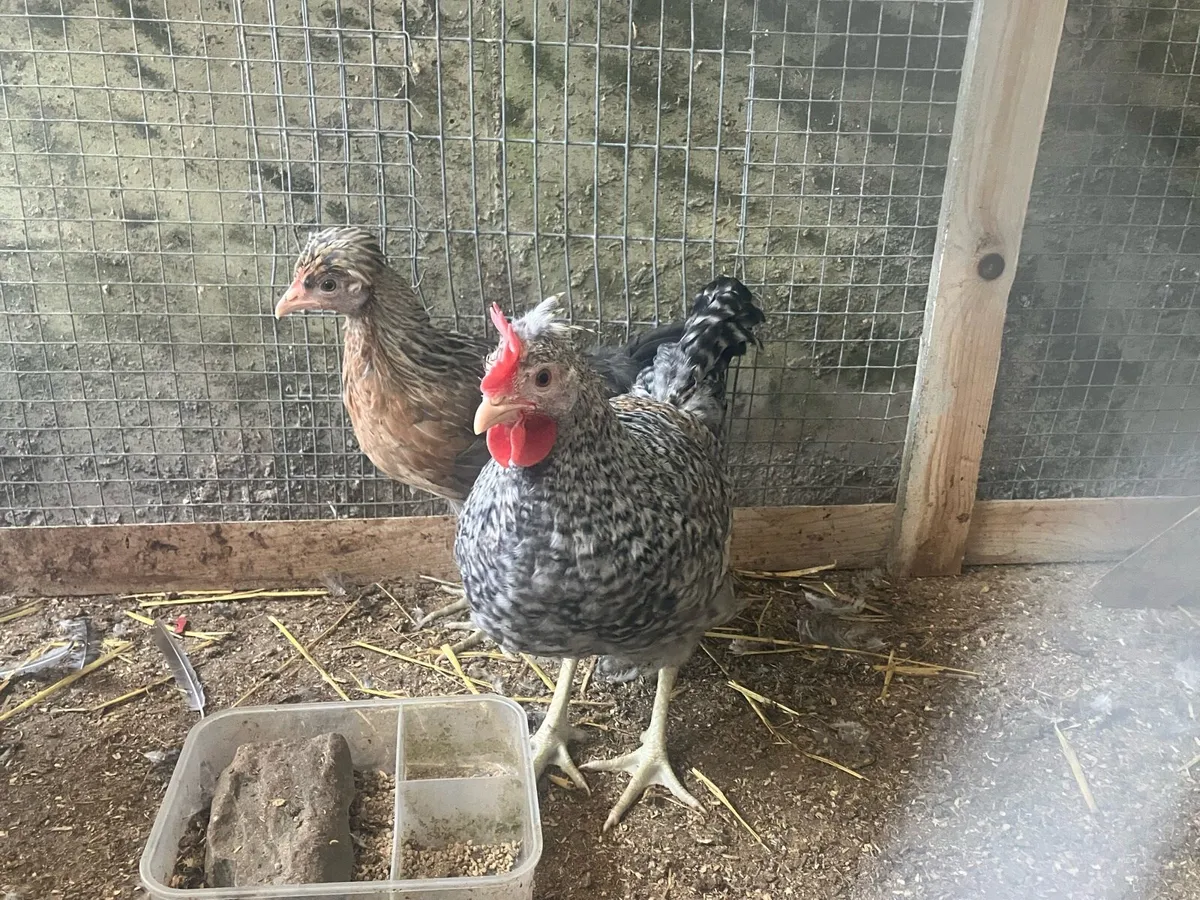 cream legbar pullet and rooster - Image 3