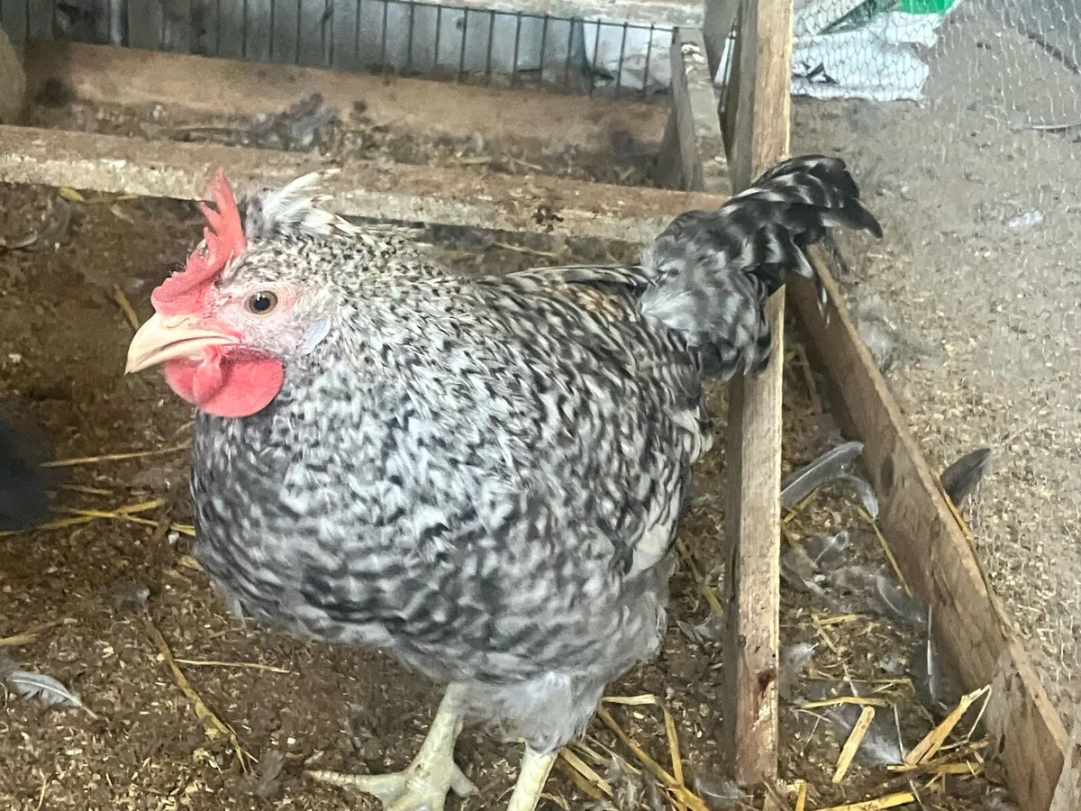 cream legbar pullet and rooster - Image 2