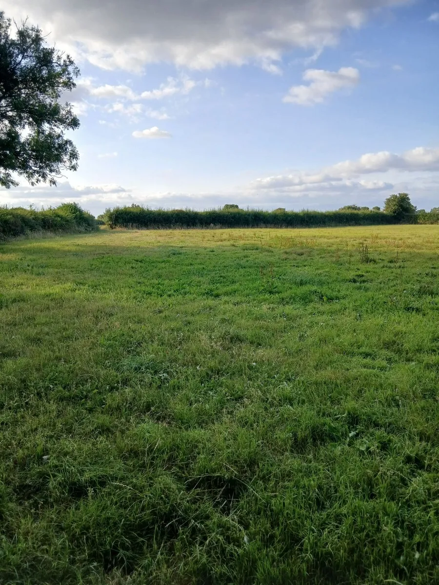 Grass - Image 2