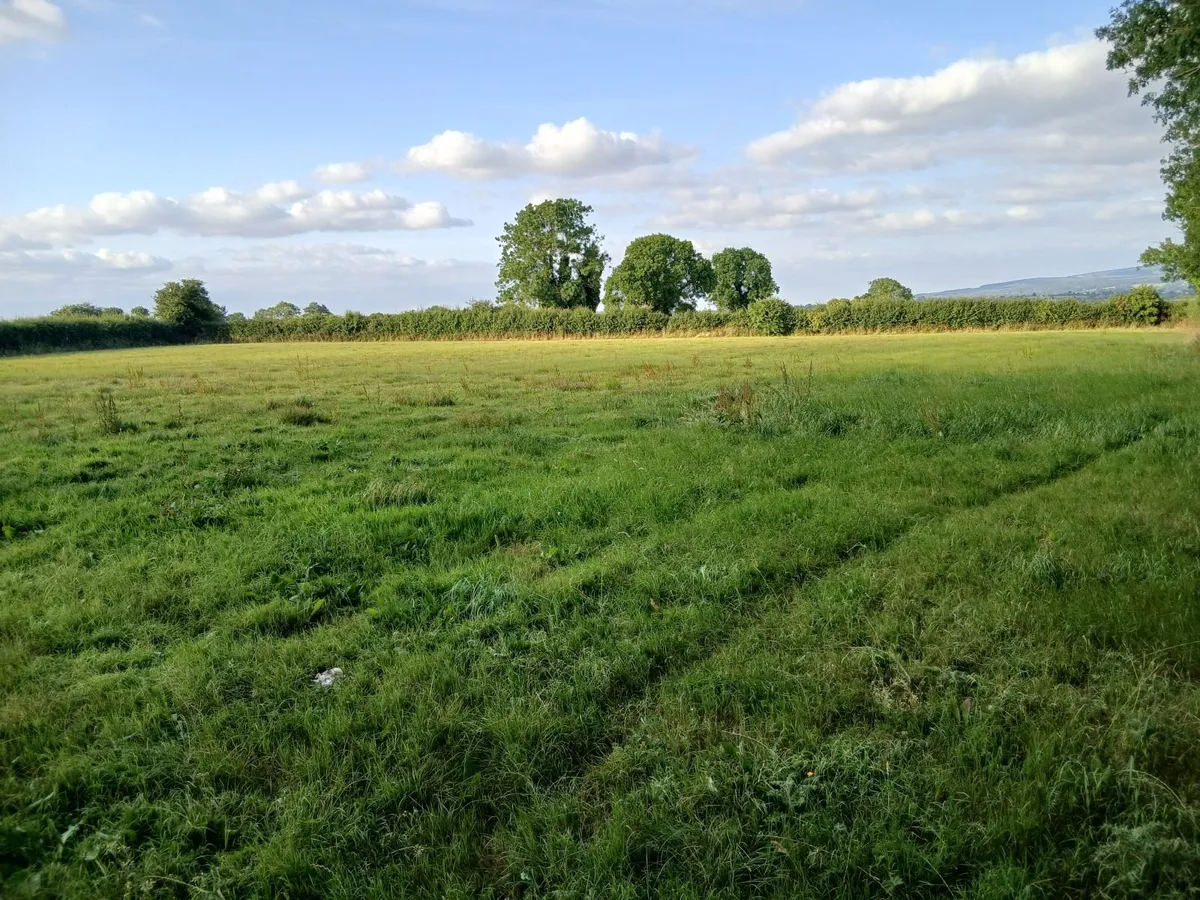 Grass - Image 1