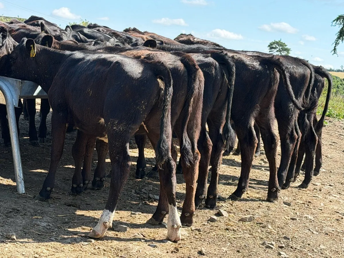 25 Aberdeen Angus Heifers - Image 4