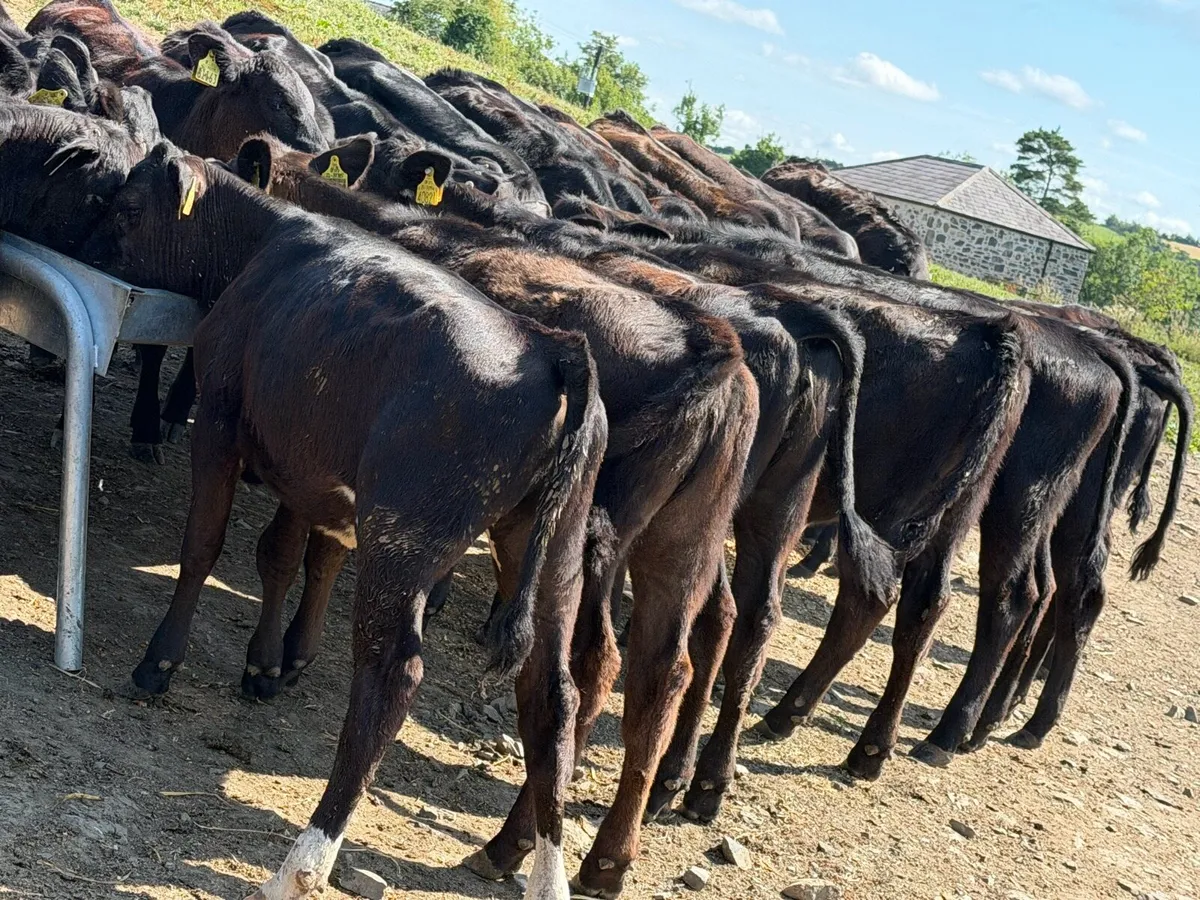25 Aberdeen Angus Heifers - Image 1