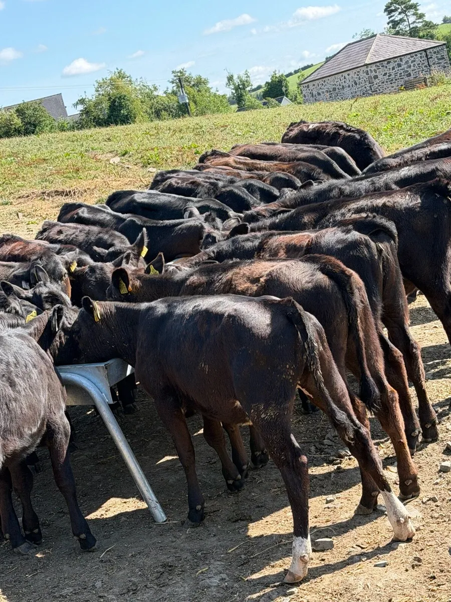 25 Aberdeen Angus Heifers - Image 2