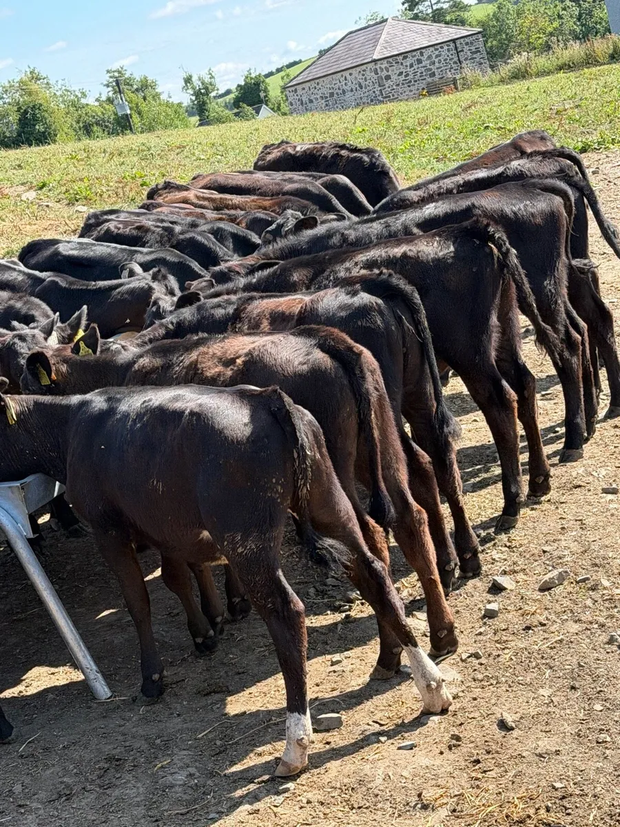 25 Aberdeen Angus Heifers - Image 3