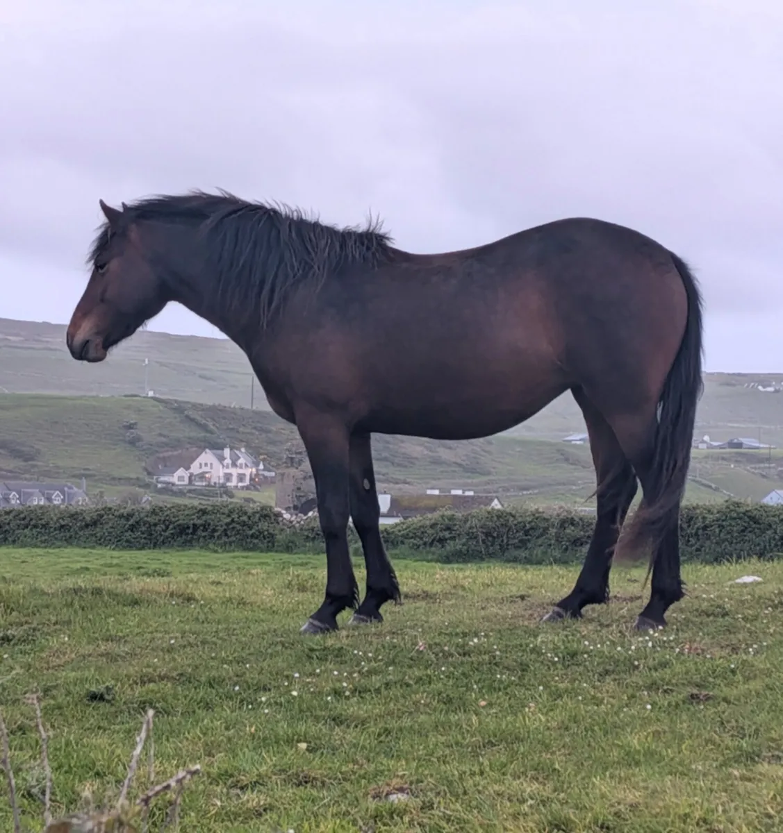 Connemara Filly 3yr old Bay - Image 1