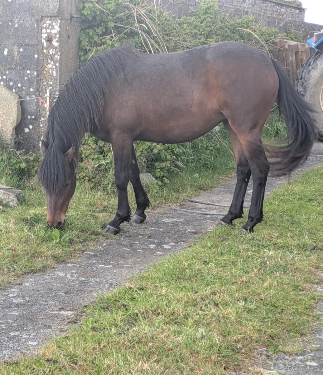 Connemara Filly 3yr old Bay - Image 2