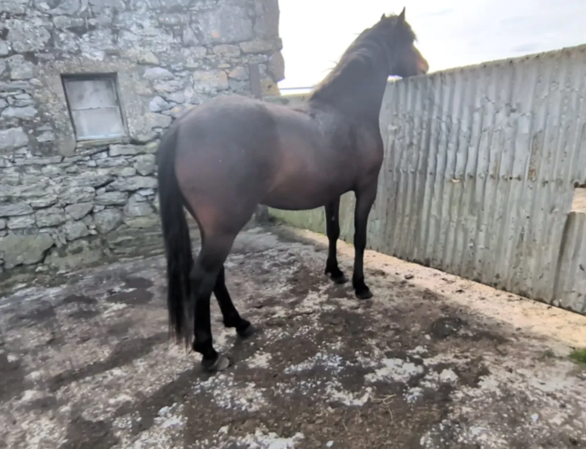 Connemara Filly 3yr old Bay - Image 3