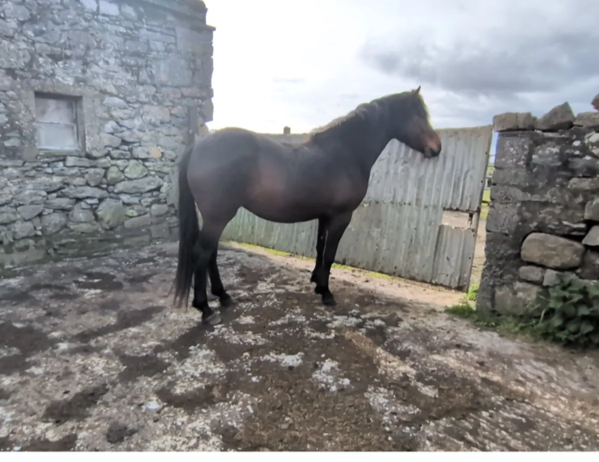 Connemara Filly 3yr old Bay - Image 4