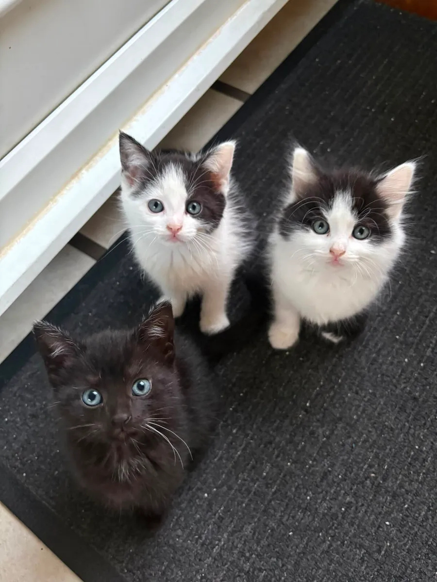 Kittens - Image 1