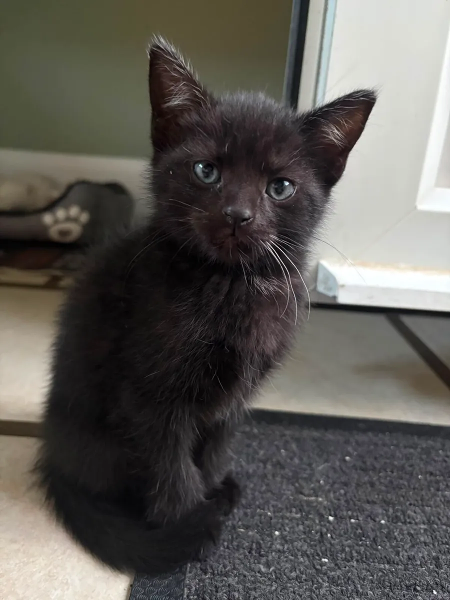 Kittens - Image 2