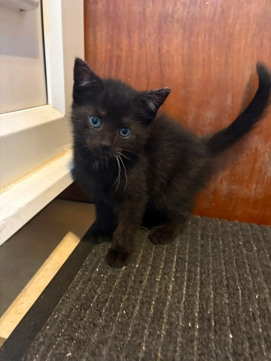 Kittens - Image 3