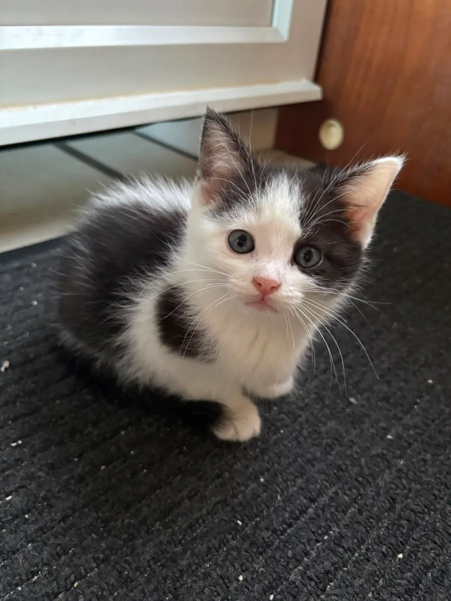 Kittens - Image 4