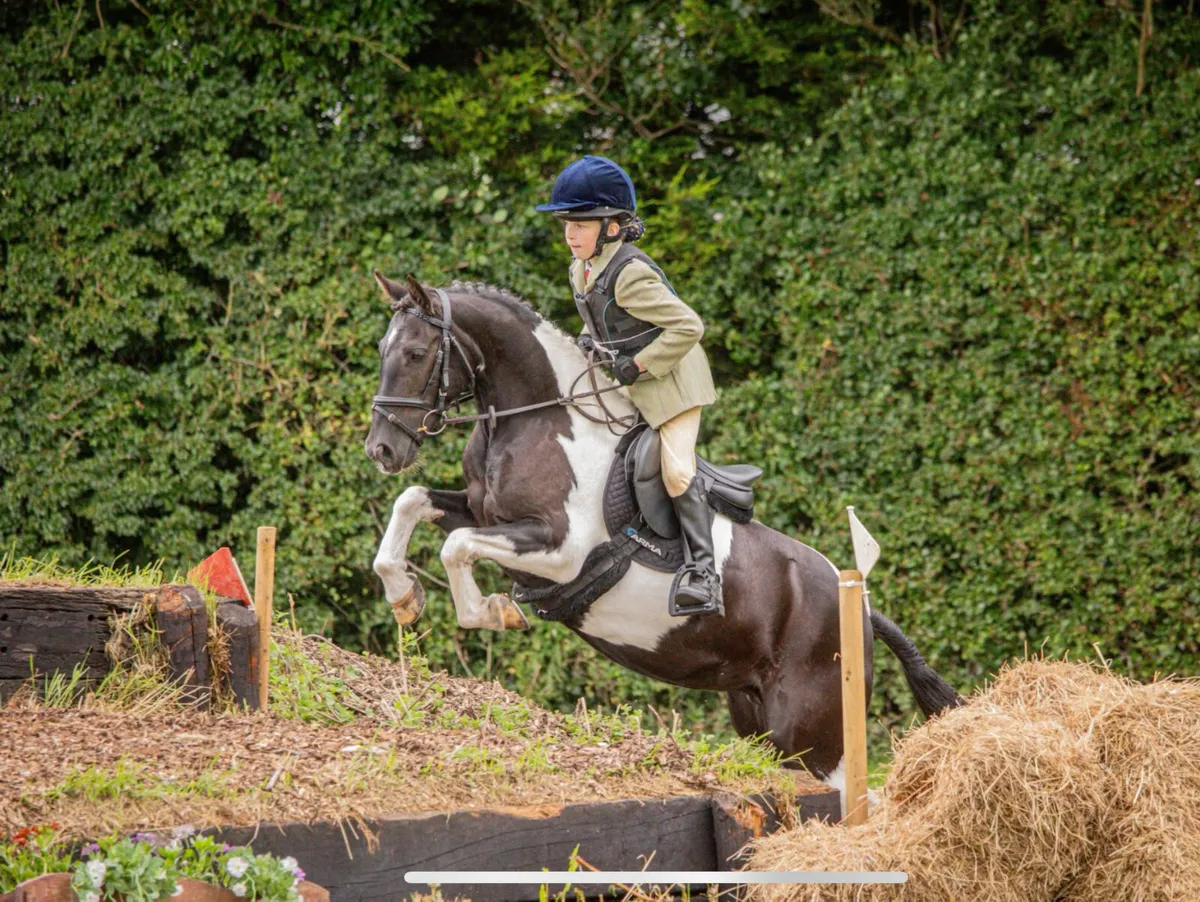 12.1 amazing family pony - Image 1