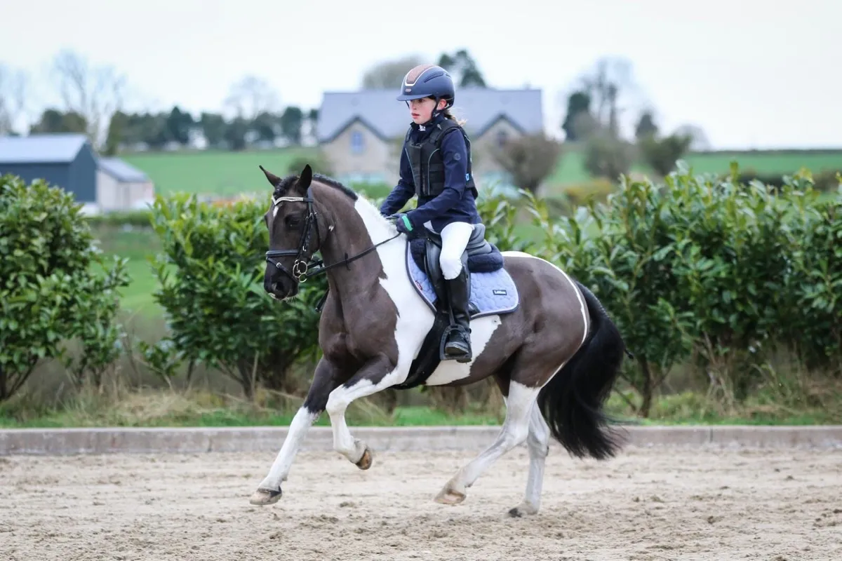 12.1 amazing family pony - Image 2