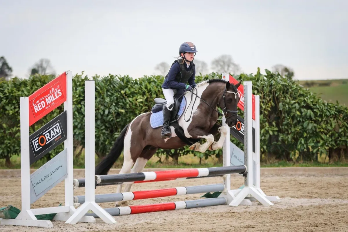 12.1 amazing family pony - Image 3