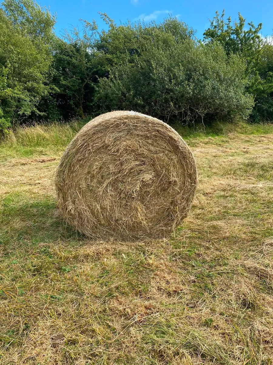 Coarse hay