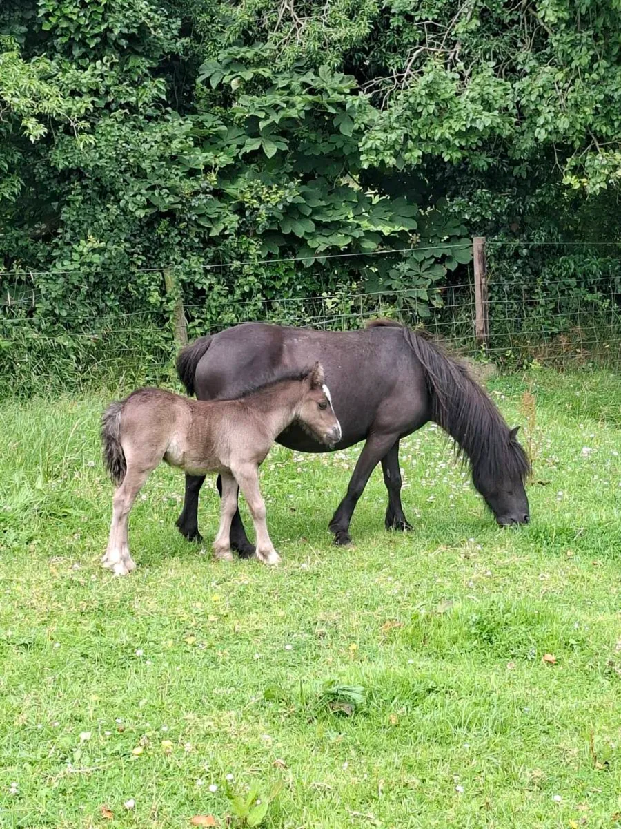 Mare Pony and Colt Foal - Image 1