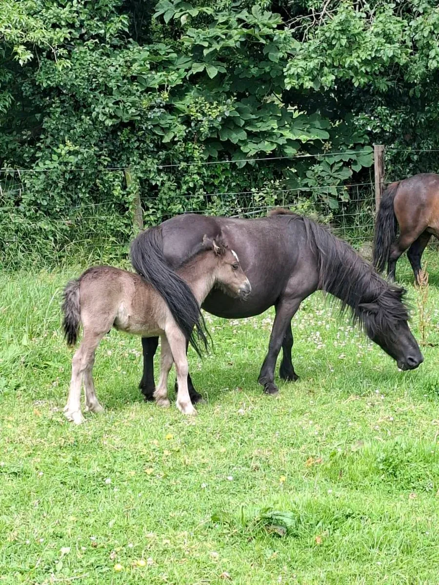 Mare Pony and Colt Foal - Image 2