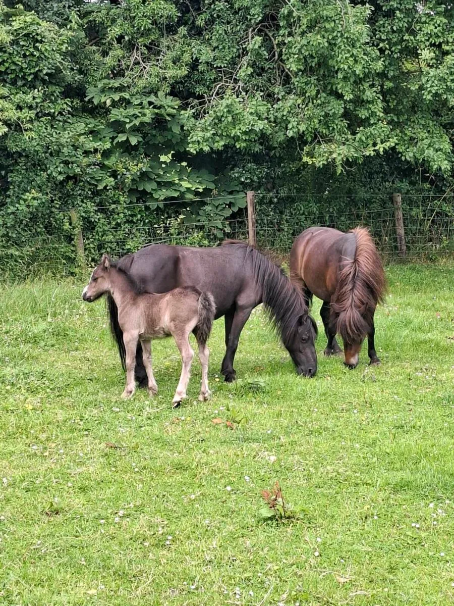 Mare Pony and Colt Foal - Image 3