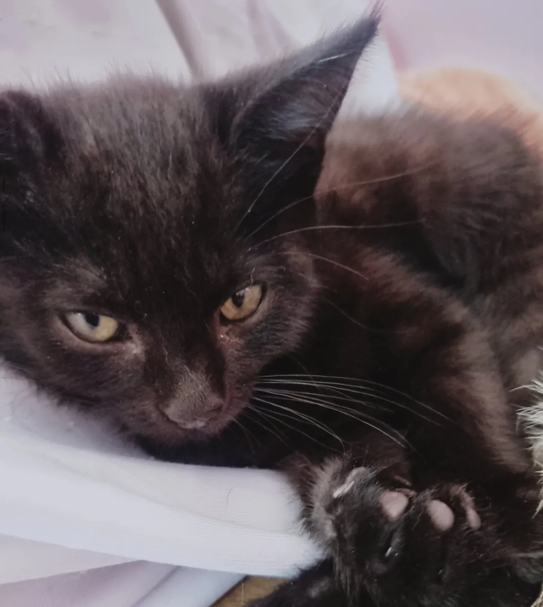 😸 Black cat brings a good luck :) - Image 1