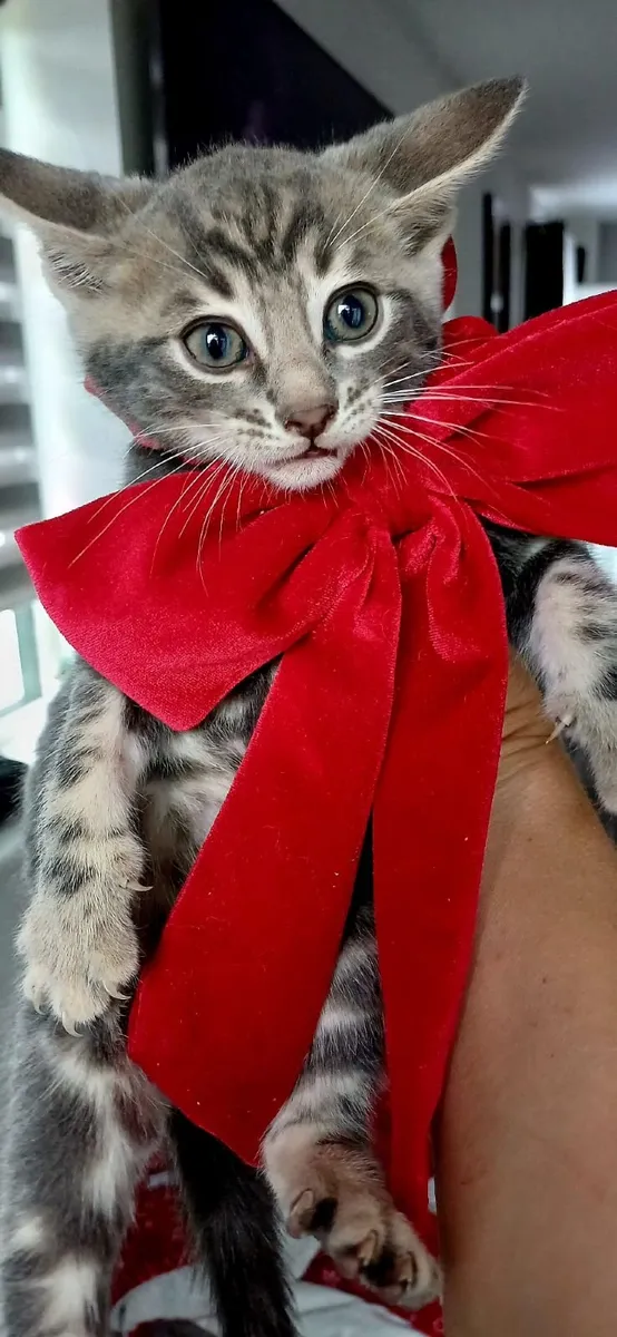 Amazing Purebred Bengal kittens - Image 1