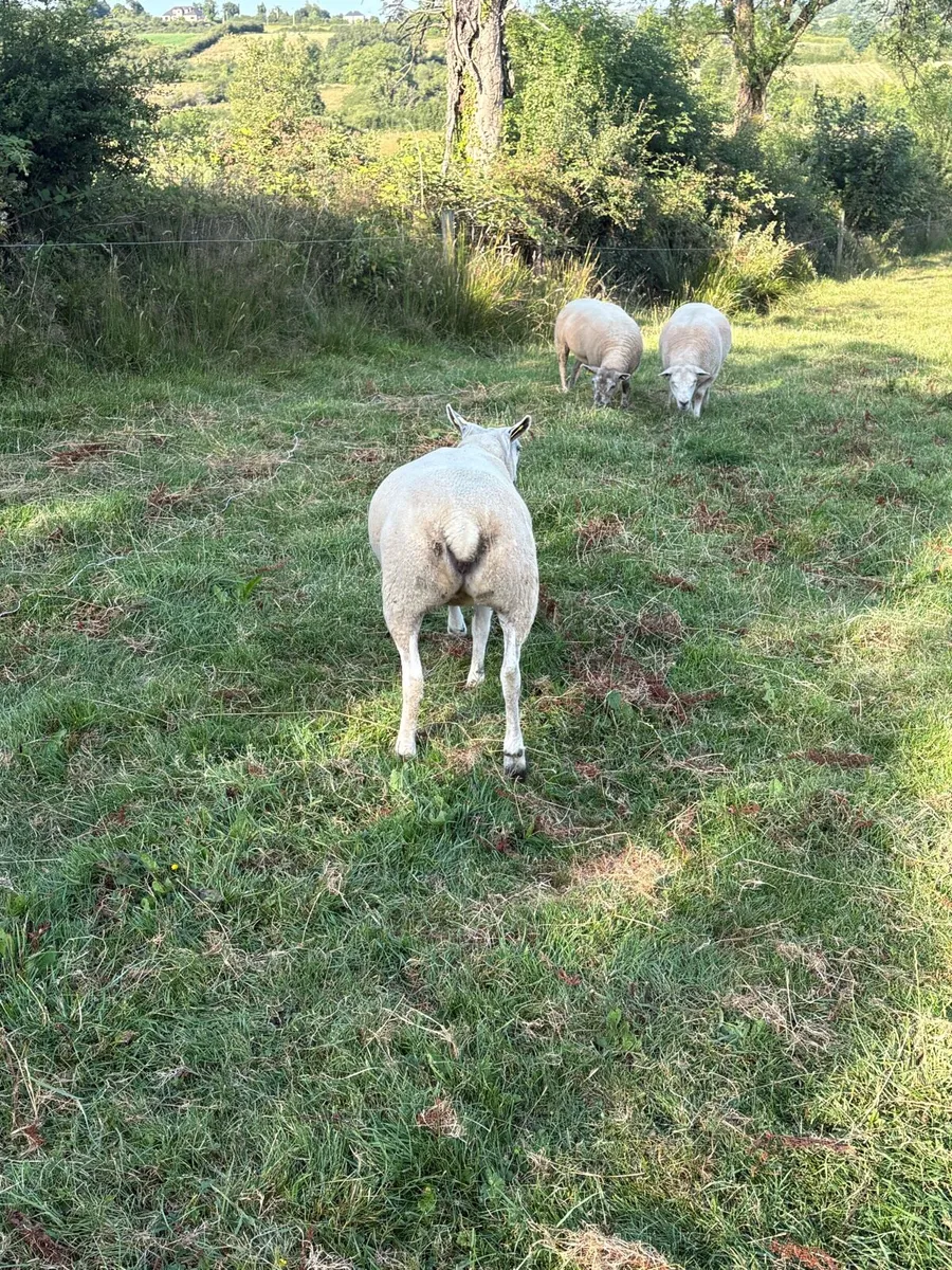 Organic ewe hoggets - Image 3