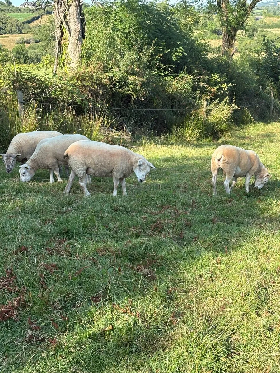 Organic ewe hoggets - Image 4