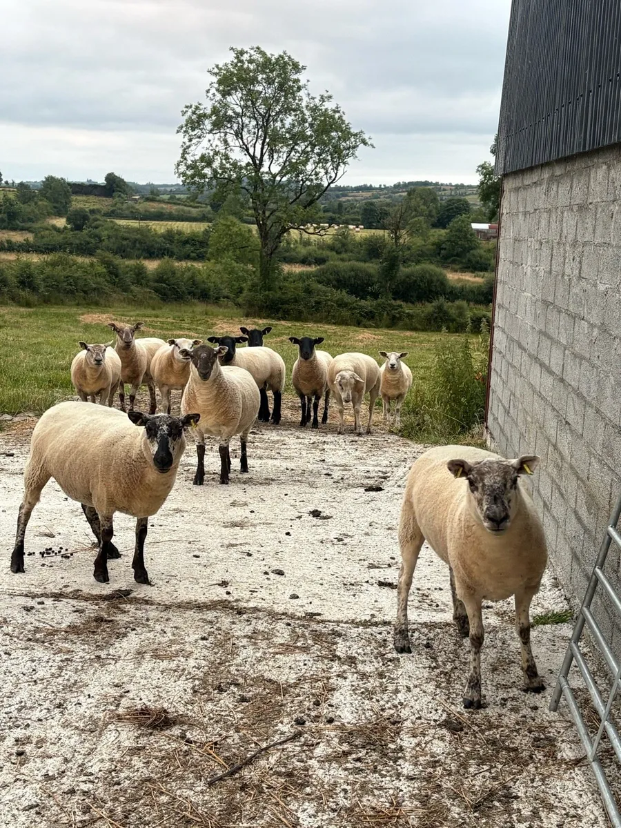 Organic ewe hoggets - Image 1