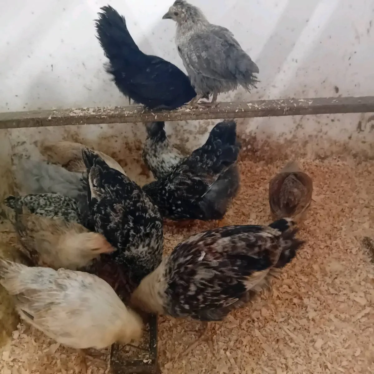 Chicks - Image 4