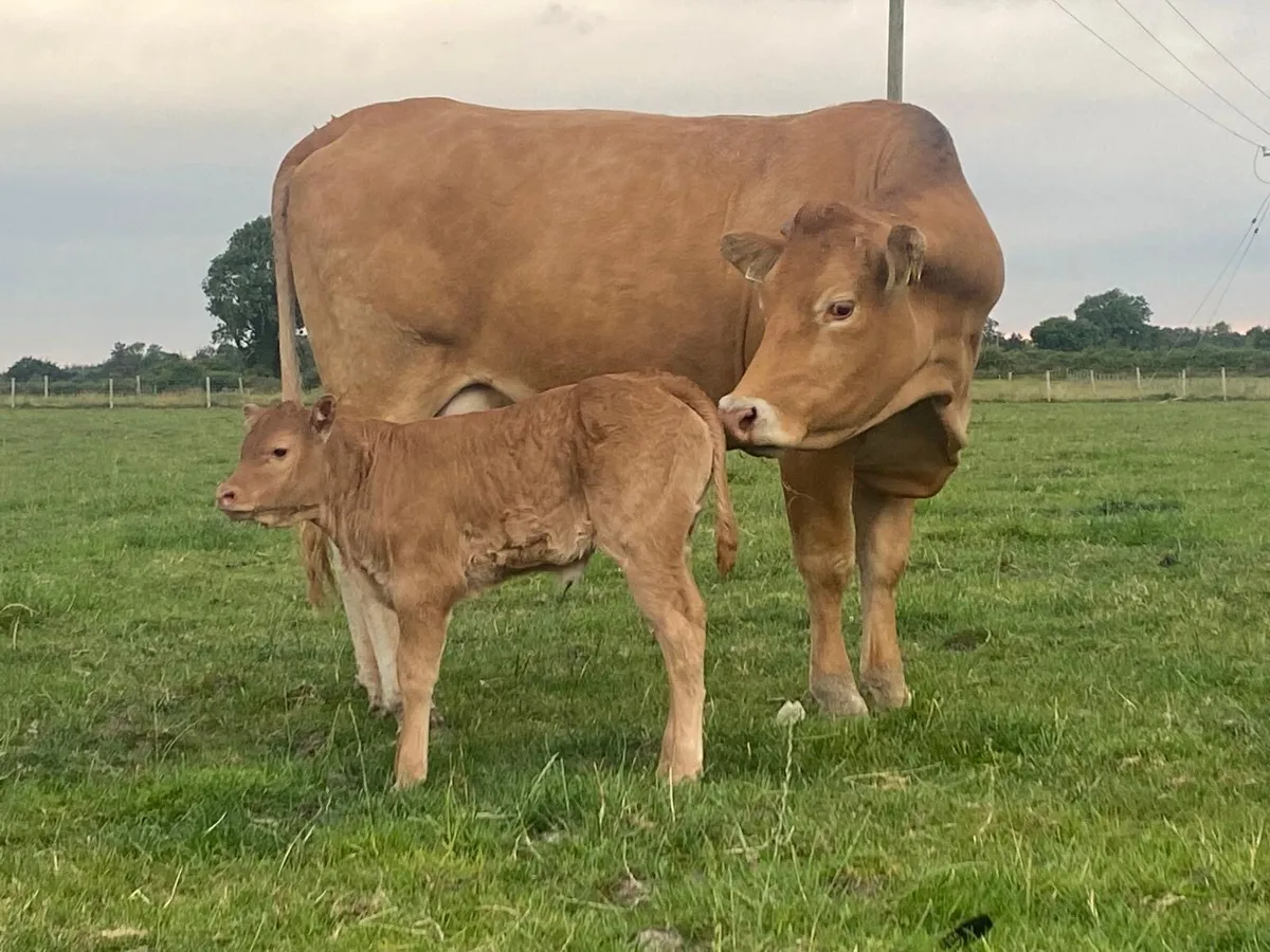 2 smashing first calved heifers - Image 3