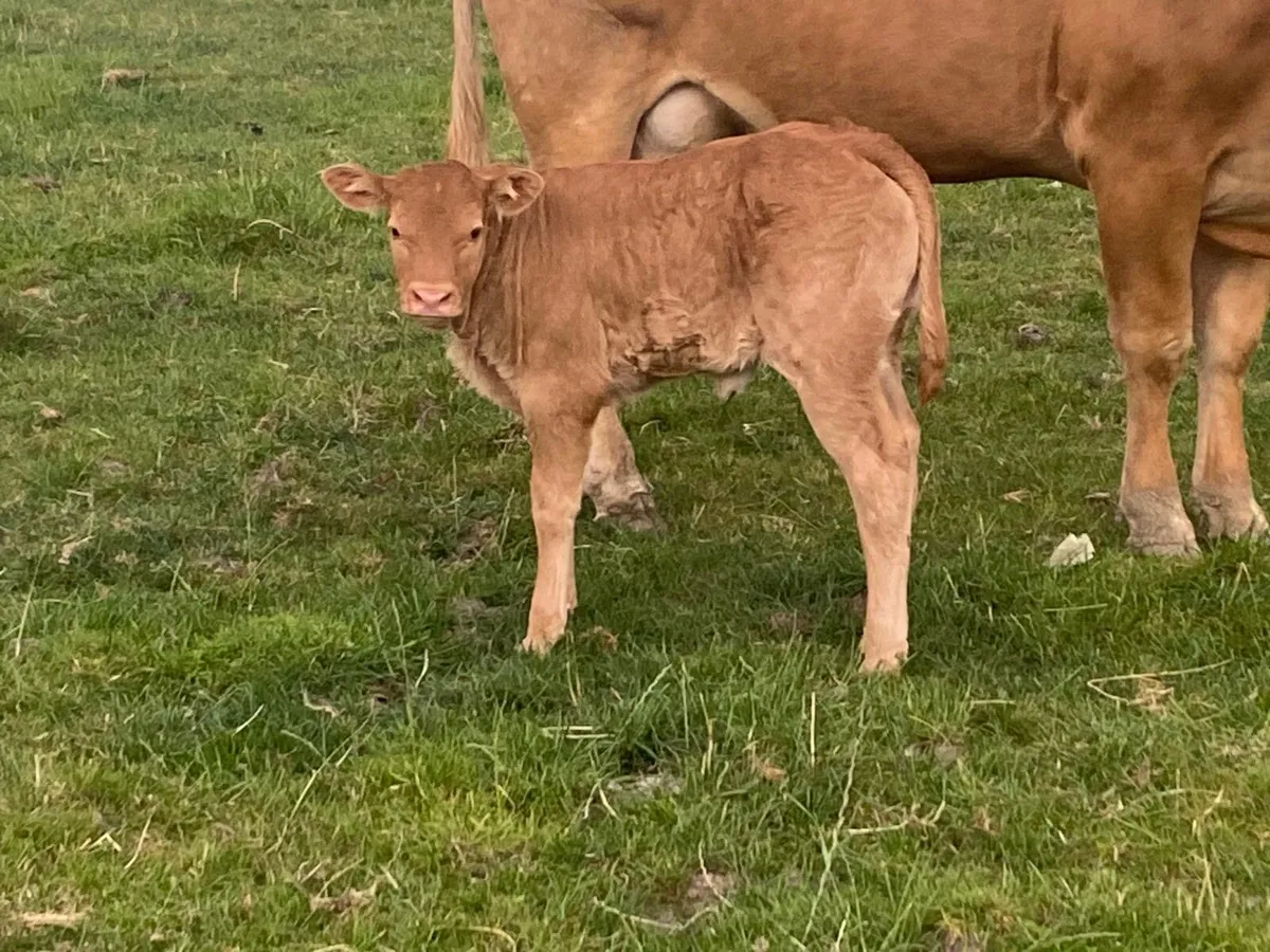 2 smashing first calved heifers - Image 4