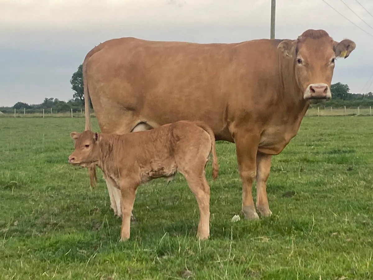 2 smashing first calved heifers - Image 2