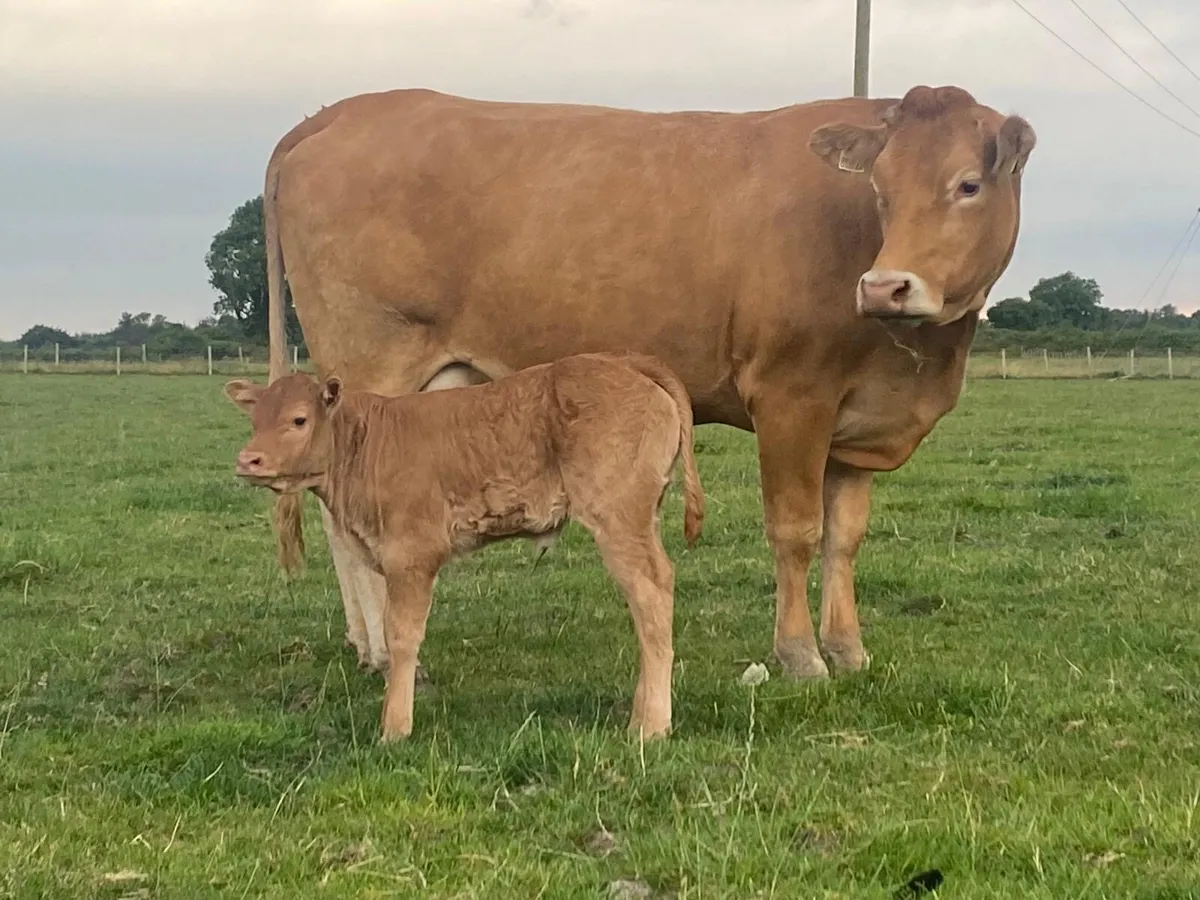 2 smashing first calved heifers - Image 1