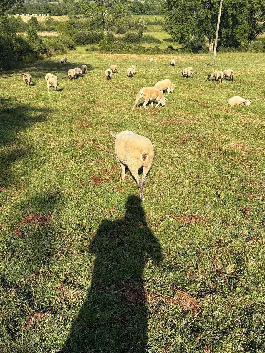Organic ewe hoggets - Image 2