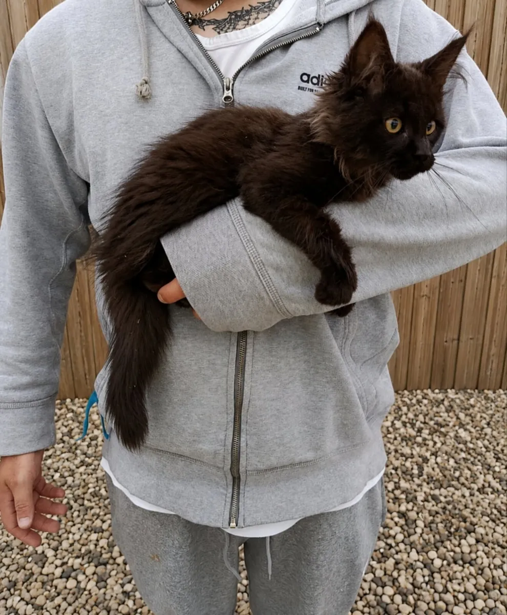 Maine coon kittens - Image 3