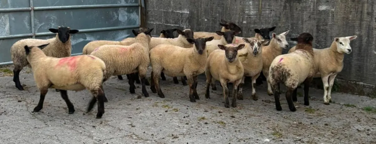 STORE LAMBS - Image 1